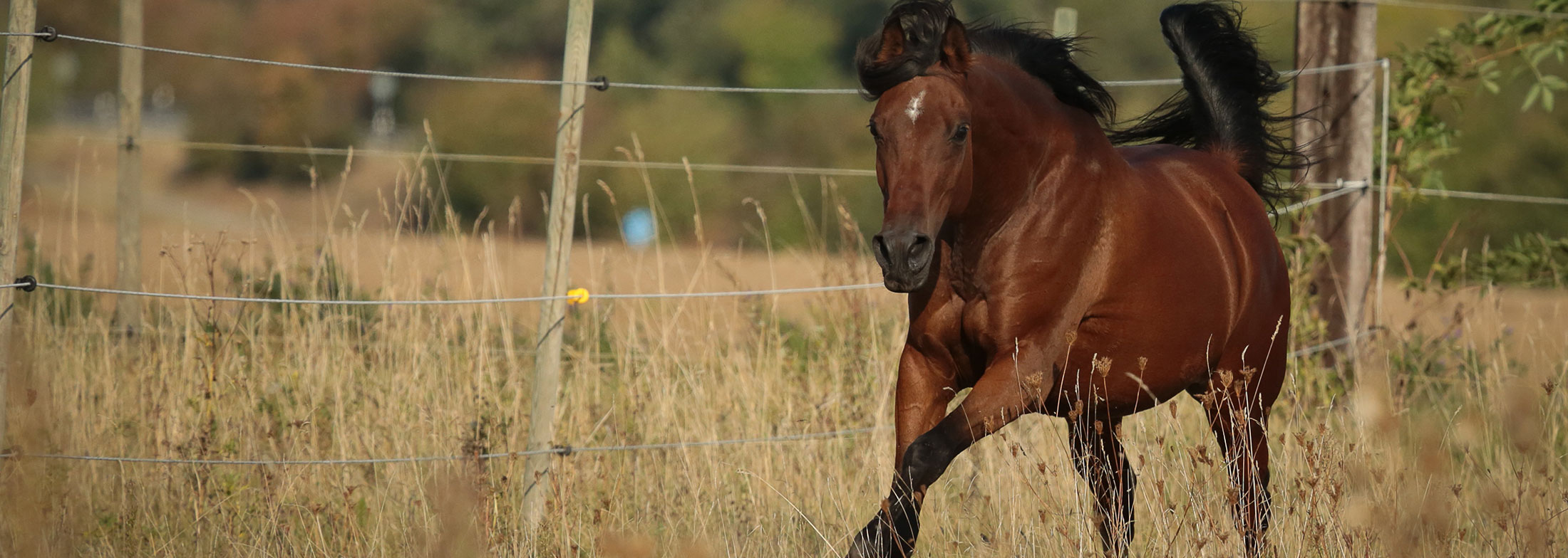 slide-horse